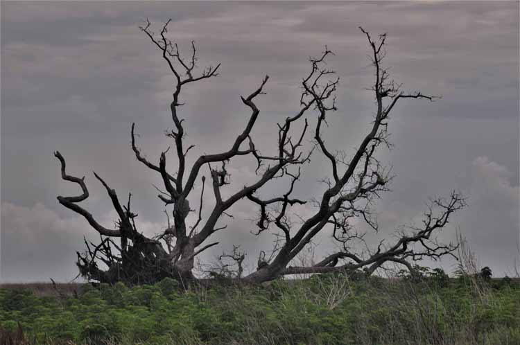 wind-swept tree